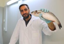 Glicerol: investigadores reutilizam subproduto do biodiesel em rações para peixes de aquacultura glicerol