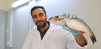 Glicerol: investigadores reutilizam subproduto do biodiesel em rações para peixes de aquacultura glicerol