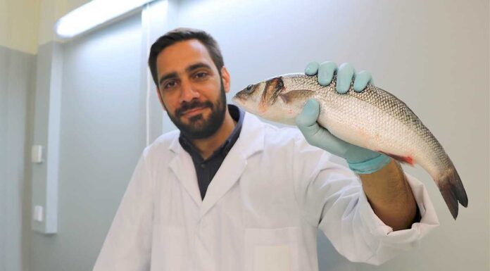 Glicerol: investigadores reutilizam subproduto do biodiesel em rações para peixes de aquacultura glicerol