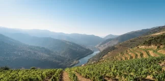 Monitorização de vinhas: Cientistas da Universidade de Coimbra testam novos sistemas inteligentes monitorização de vinhas