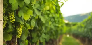 Rota dos Vinhos do Dão na ponta dos dedos rota dos vinhos do dão