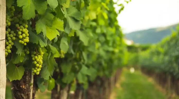 Rota dos Vinhos do Dão na ponta dos dedos rota dos vinhos do dão