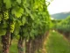 Rota dos Vinhos do Dão na ponta dos dedos rota dos vinhos do dão