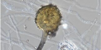 Fungos aquáticos precisam urgentemente de ser protegidos, alerta estudo internacional fungos aquaticos