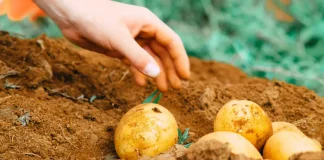 Sustentabilidade alimentar: uma trend que continua a ganhar força sustentabilidade alimentar