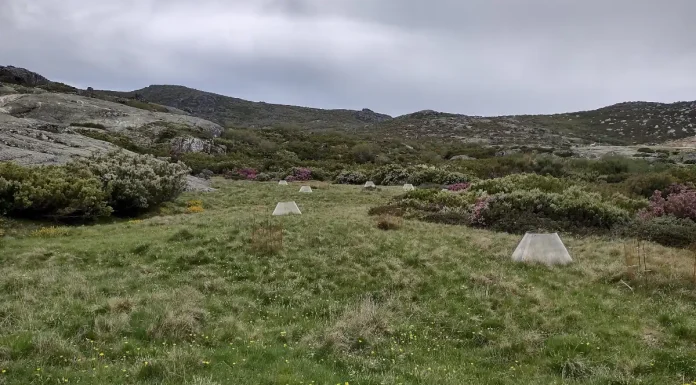Aquecimento global: Cientistas da Universidade de Coimbra estudam o efeito na Serra da Estrela