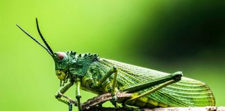 Pragas: Coimbra coordena projeto internacional que aposta na gestão agroecológica de infestantes pragas