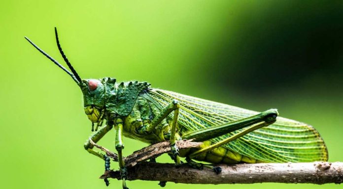 Pragas: Coimbra coordena projeto internacional que aposta na gestão agroecológica de infestantes pragas