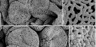 Angiospérmicas: descoberta nova flora do Cretácico Inferior na região de Torres Vedras angiospermicas