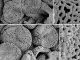 Angiospérmicas: descoberta nova flora do Cretácico Inferior na região de Torres Vedras angiospermicas
