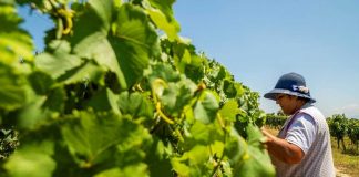 “Aldeias de Portugal”: freguesias vinhateiras vão ter via rápida para classificação aldeias de portugal