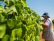 “Aldeias de Portugal”: freguesias vinhateiras vão ter via rápida para classificação aldeias de portugal