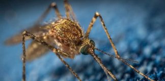 Malária: rins saudáveis podem ser o segredo para sobreviver à doença malaria