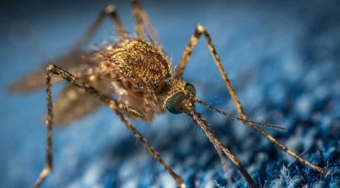 Malária: rins saudáveis podem ser o segredo para sobreviver à doença malaria