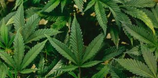 CannaPortugal: 2.ª edição da feira junta 100 empresas em Lisboa cannaportugal