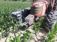 Plantações de milho: investigadores de Coimbra desenvolvem sistema inovador de monitorização plantacoes de milho