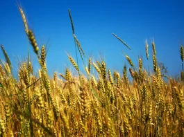 Guerra na Ucrânia: Geopolítica alimentar e crise climática em debate na Católica Porto Business School conferência guerra na ucrânia
