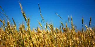 Guerra na Ucrânia: Geopolítica alimentar e crise climática em debate na Católica Porto Business School conferência guerra na ucrânia