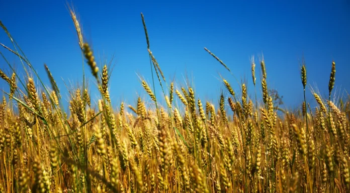 Guerra na Ucrânia: Geopolítica alimentar e crise climática em debate na Católica Porto Business School conferência guerra na ucrânia