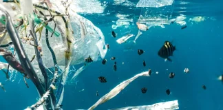 MARE apela à redução de plástico no mar redução de plástico no mar