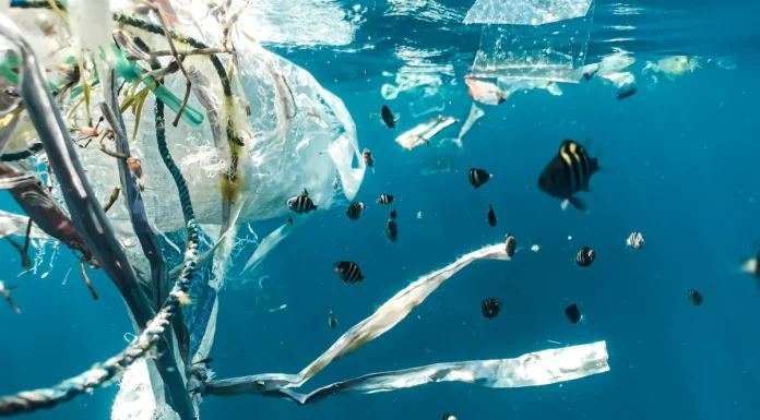 MARE apela à redução de plástico no mar redução de plástico no mar