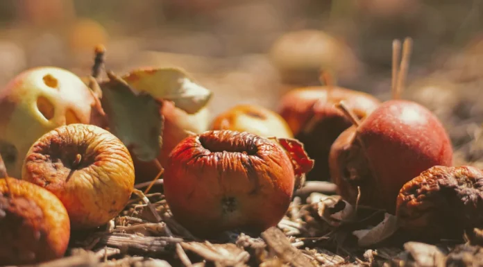 Deep Tech: Católica lidera projeto que vai converter desperdício alimentar em oportunidades de negócio DIP4Agri desperdício alimentar