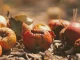 Deep Tech: Católica lidera projeto que vai converter desperdício alimentar em oportunidades de negócio DIP4Agri desperdício alimentar