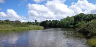Biodiversidade dos rios europeus: recuperação estagnou na década de 2010 biodiversidade dos rios