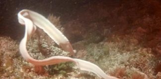 Enguia fantasma foi avistada pela primeira vez no Atlântico e já está a causar apreensão em Portugal enguia fantasma