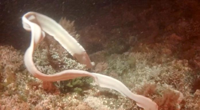 Enguia fantasma foi avistada pela primeira vez no Atlântico e já está a causar apreensão em Portugal enguia fantasma