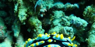 Lesmas-do-mar: cientistas do MARE regressam de Timor-Leste com 30 novas espécies lesmas-do-mar