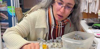 Macroplásticos: estudo sugere que grupo de invertebrados aquáticos explora este substrato como “campo de alimentação” macroplasticos cientista