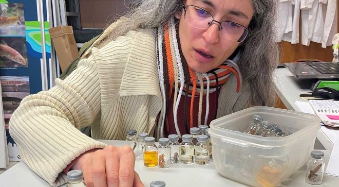 Macroplásticos: estudo sugere que grupo de invertebrados aquáticos explora este substrato como “campo de alimentação” macroplasticos cientista