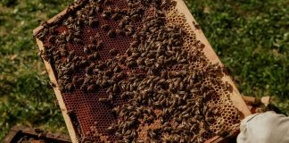 Apicultura sustentável: Universidade de Coimbra lidera projeto europeu focado na saúde das abelhas melíferas apicultura sustentavel