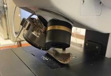 Espólio egípcio do Museu Nacional do Brasil em estudo por cientistas de Coimbra espolio egipcio