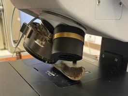 Espólio egípcio do Museu Nacional do Brasil em estudo por cientistas de Coimbra espolio egipcio