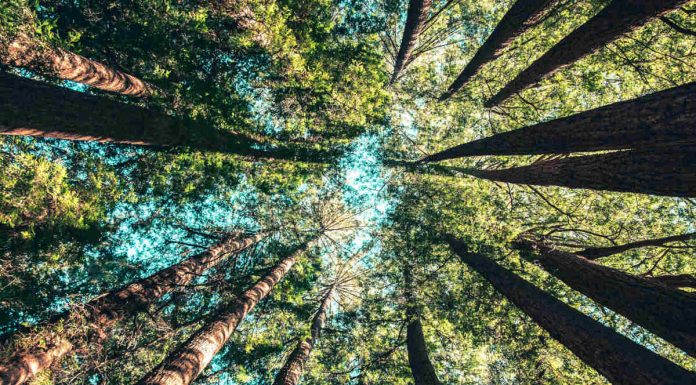 Semana da Sustentabilidade: FEP apresenta primeira edição semana da sustentabilidade