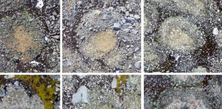 Círculos de pedras na Antártida: cientista luso estuda e monitoriza evolução com 10 mil anos circulos de pedras na antartida