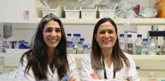 Osteoartrite: equipa do i3S cria material implantável para reverter a doença osteoartrite cientistas