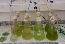 microalgas tratamento efluentes