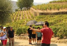Tours no Douro: TripAdvisor coloca Living Tours no lote de “Best of the Best” tours no douro