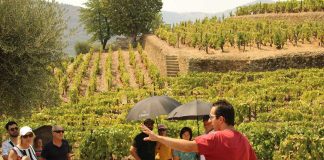 Tours no Douro: TripAdvisor coloca Living Tours no lote de “Best of the Best” tours no douro