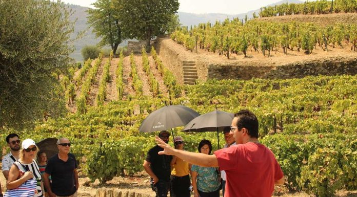 Tours no Douro: TripAdvisor coloca Living Tours no lote de “Best of the Best” tours no douro