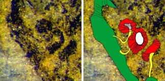 Fóssil raro de planta primitiva extinta descoberto na região do Bussaco fossil raro
