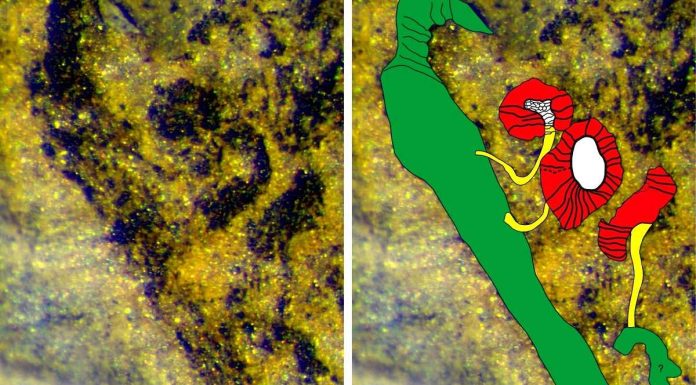 Fóssil raro de planta primitiva extinta descoberto na região do Bussaco fossil raro