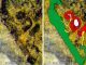 Fóssil raro de planta primitiva extinta descoberto na região do Bussaco fossil raro
