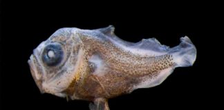 Larvas de peixe: investigadores de Coimbra estudam diversidade nas Reservas da Biosfera dos Açores Algumas das larvas de peixe têm tamanhos de apenas 3 milímetros