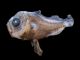 Larvas de peixe: investigadores de Coimbra estudam diversidade nas Reservas da Biosfera dos Açores Algumas das larvas de peixe têm tamanhos de apenas 3 milímetros