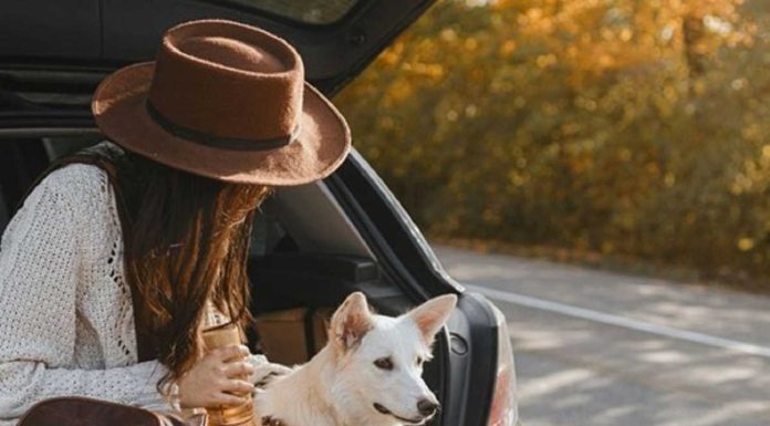 Cidades pet-friendly em Portugal: faça a mala, pegue na coleira e comprove quais as melhores cidades pet-friendly em portugal