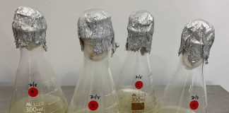 Substâncias ativas: investigadores portugueses exploram potencial produtivo do tamarilho substancias ativas
